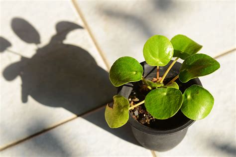 鏡面草水耕|打造完美室內綠洲：鏡面草栽培和照顧全攻略